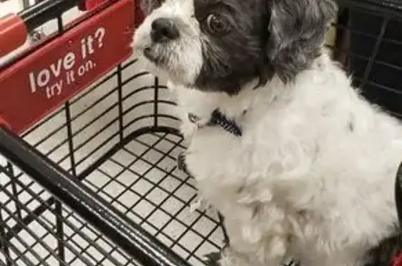 Help Find Coco: Missing Shihtzu in Houston