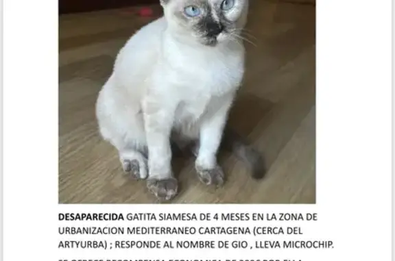 Se Busca: Gatita Siamesa Perdida en Cartagena