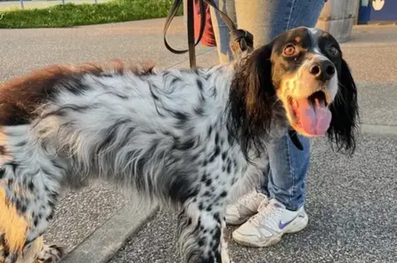 Setter anglais trouvé à Diélette - photo