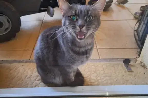 Chat gris trouvé à Montmerle-sur-Saône - photo