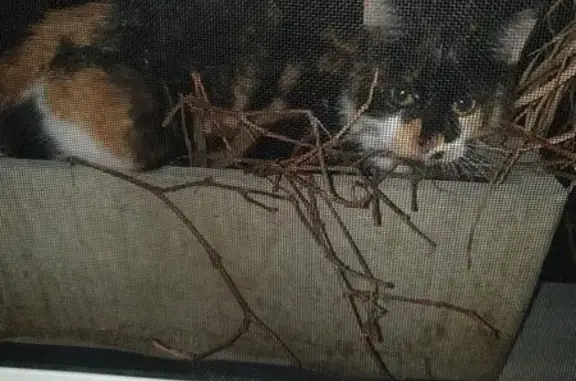 Chat trouvé Ussel, photo: Chatte Isabelle trouvée à Ussel, collier rouge