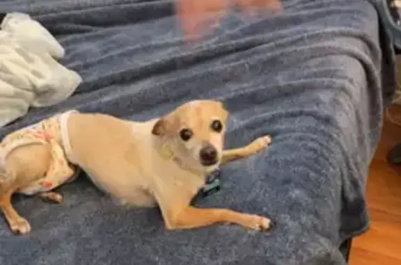 Lost Brown Chihuahua: Yellow Collar, Tucson