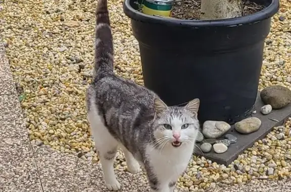 Chat gris et blanc trouvé le 23/10 - photo
