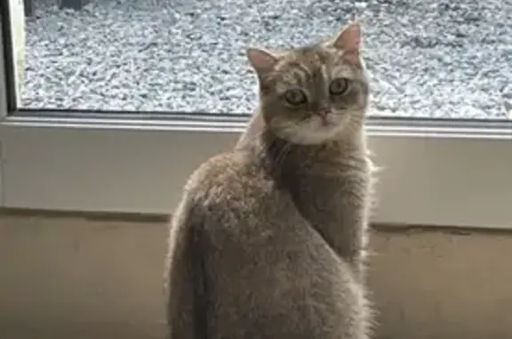 Animaux perdus Caen, photo: Chat beige perdu à Caen, cimetière St Nicolas
