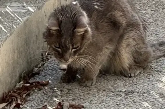 Animaux perdus Grenoble, photo: Tiggy, chat gris malade disparu à Grenoble