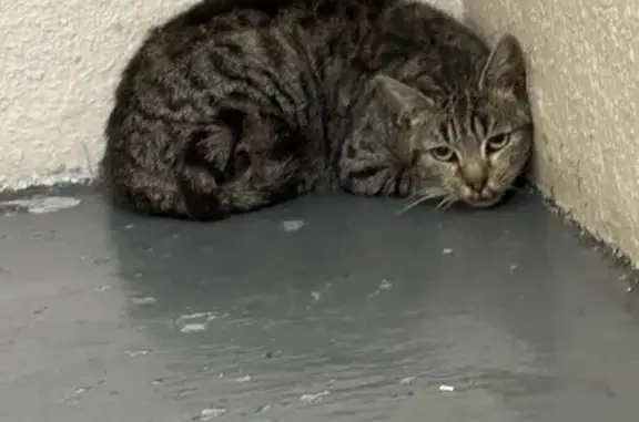 Chat apeuré trouvé, Rue de Soubise - photo