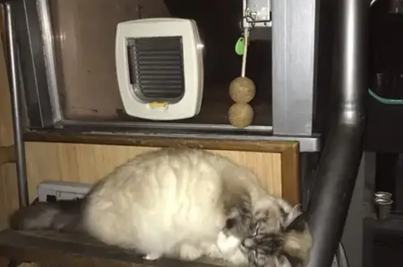 Animaux perdus Rouen, photo: Chat Birman perdu, peureux, harnais noir