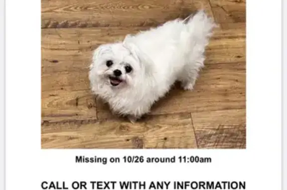 Lost Maltese: Help Find Piga! $300 Reward