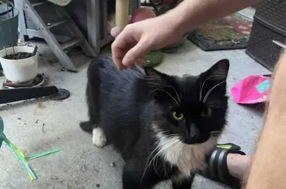 Found: Black & White Cat - All...