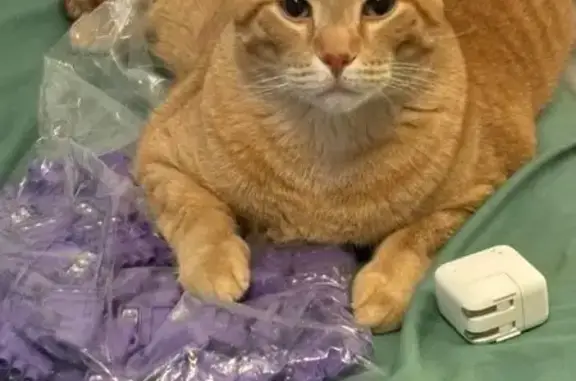 Lost Orange Cat: Versailles Dr, Florissant