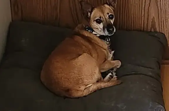 Lost Shy Chihuahua Mix on Shady Drive