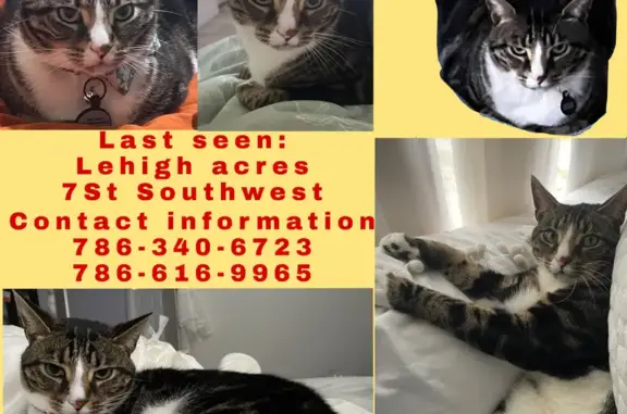 Lost Cat: Black Tabby with Yin Yang Nose