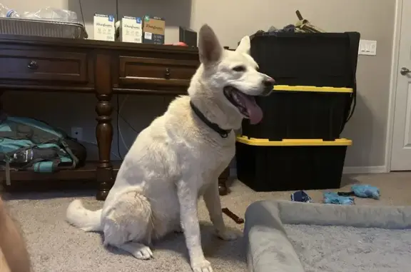 Friendly White Husky Found in Buckeye