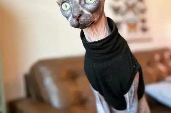 Missing Sphynx Cat Needs Medical Help