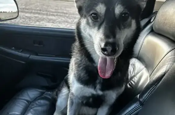 Found: Black/White German Shepherd Mix