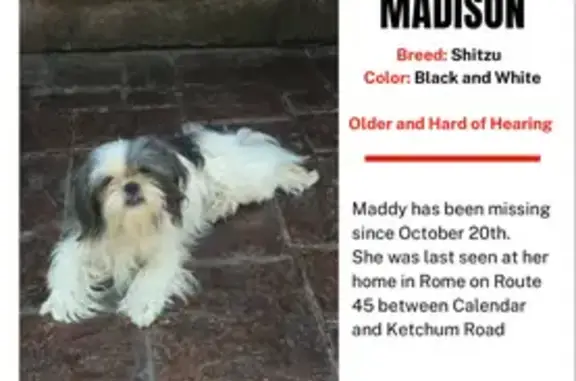 Lost Shih Tzu: Black & White, Rome OH