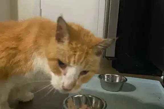 Friendly Orange Cat Missing on Live Oak