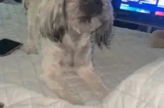 Lost Shihtzu Mix: Arlo on Calhoun St.