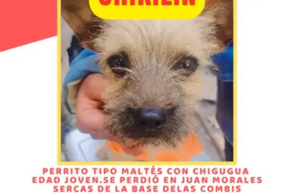 ¡Ayuda! Perdido Chiquilín, perrito juguetón