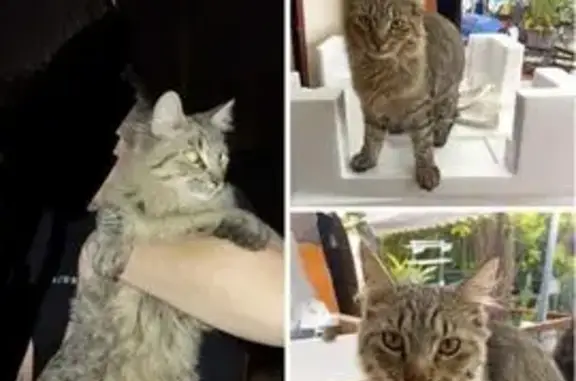 Chat trouvé, très affectueux à Rognac - photo