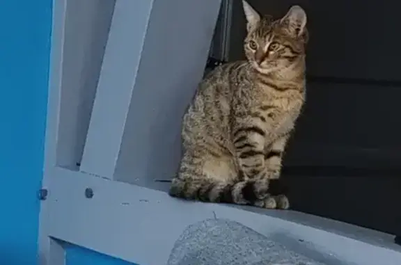 Chat trouvé Garçon, La Chapelle-Saint-Ursin (ff531524) - photo