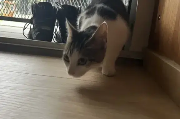 Chat trouvé Garçon, Toulouse (ff531529) - photo