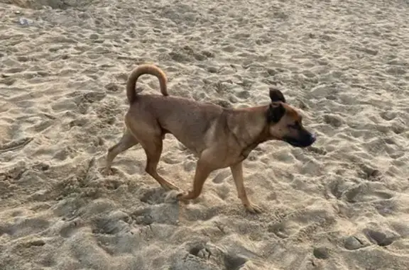 Chien trouvé, Villers-sur-Mer (ff531532) - photo