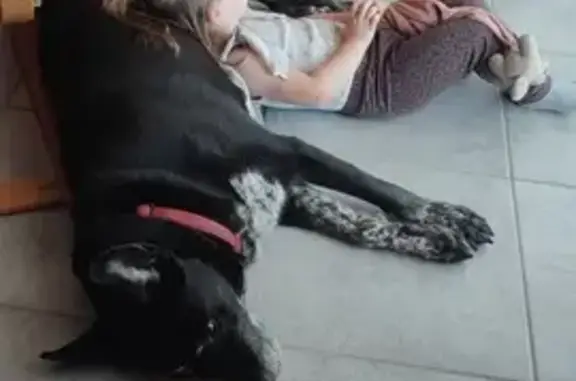 Chien perdu Lacanau, photo : Chien disparu Fille, Lacanau (fl531533)