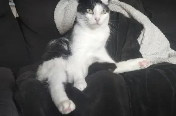 Animaux perdus Betton, photo: Chat disparu Fille, Betton (fl531534)