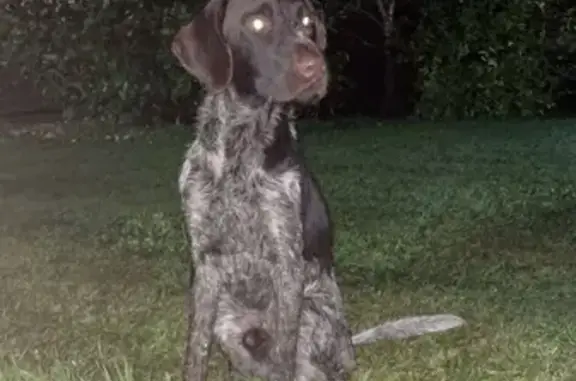 Chien trouvé , photo: Chien trouvé Garçon (ff531535)