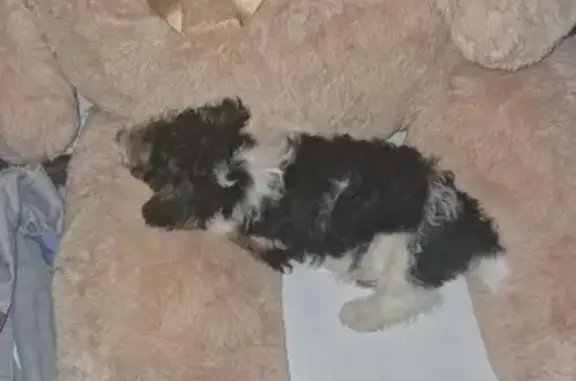 Chien perdu , photo : Chien disparu Garçon (fl531536)