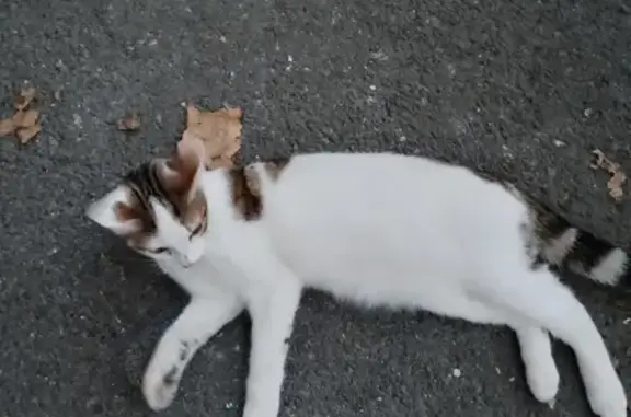 Chat trouvé Garçon, Montbrison (ff531539) - photo