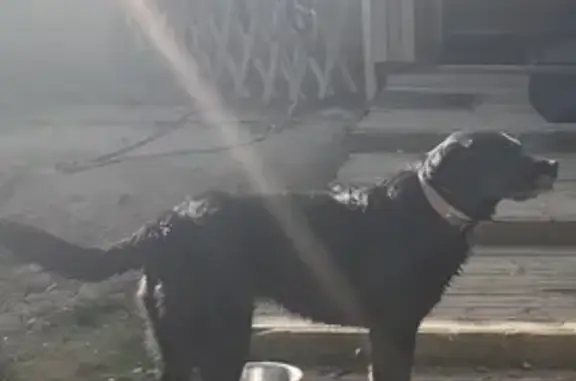 Chien disparu Fille, Séméac (fl531540) - photo