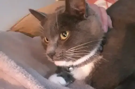 Help Find Mini: Grey Cat Lost & Chipped