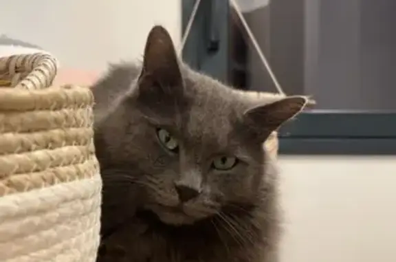 Animaux perdus , photo: Chat disparu Garçon (fl531548)