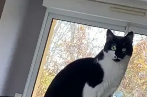 Animaux perdus , photo: Chat disparu Fille (fl531552)