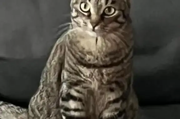Animaux perdus Malakoff, photo: Chat disparu Fille, Malakoff (fl531555)