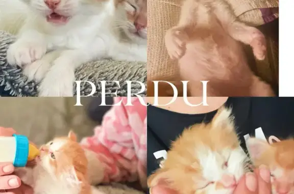 Chat disparu Garçon, Aulnay (fl531558) - photo