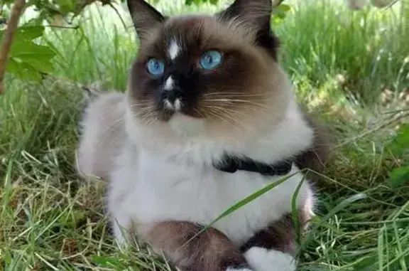 Chat perdu, , photo: Chat disparu Garçon (fl531560)