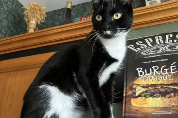 Chat perdu, Boulogne-sur-Mer, photo: Chat disparu Garçon, Boulogne-sur-Mer (fl531564)