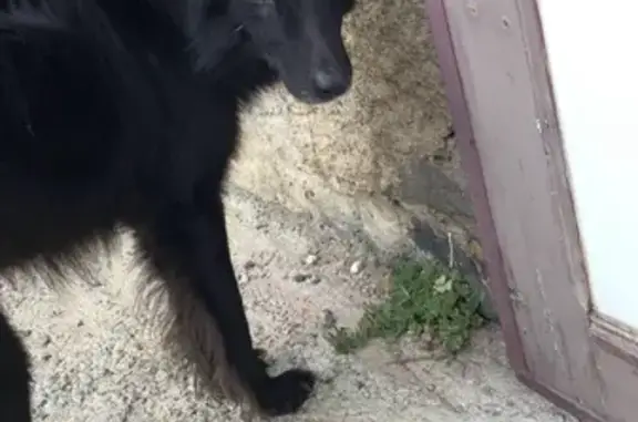 Chien trouvé Garçon (ff531566) - photo