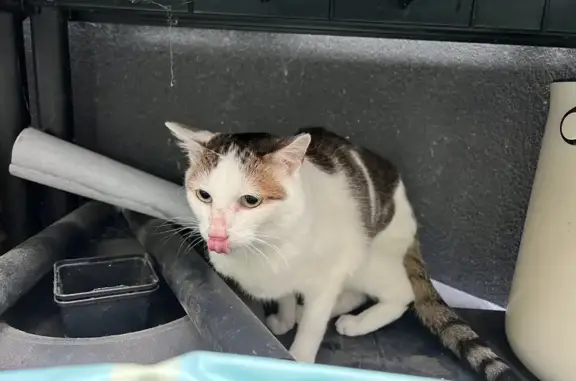 Chat trouvé Fille, Bordeaux (ff531568) - photo