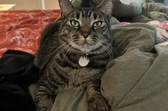 Missing cat, Raleigh