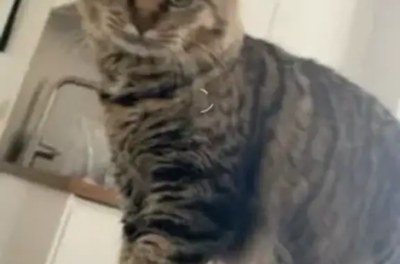 Animaux perdus , photo: Chat disparu Fille (fl531577)