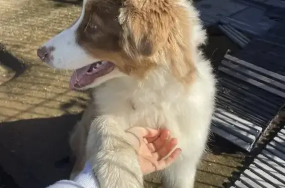 Chien trouvé (ff531578) - photo
