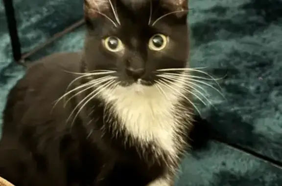 Animaux perdus Montaigut-sur-Save, photo: Chat disparu Garçon, Montaigut-sur-Save (fl531580)