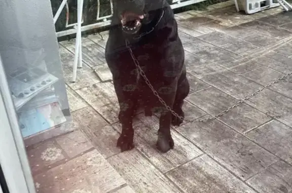 Chien trouvé Ploumagoar, photo: Chien noir trouvé Rue Jules Ferry