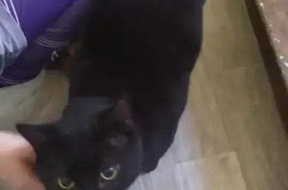 Animaux trouvés Épernay, photo: Chat noir trouvé, mâle, rue de la Ruche