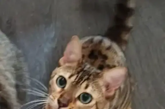 Chat perdu, Dijon, photo: Chat Bengal perdu à Dijon : contactez-nous