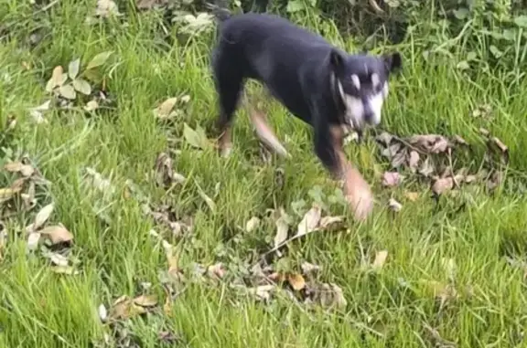 Animaux perdus Aumale, photo: Pinscher JO perdu, 10 ans, Aumale